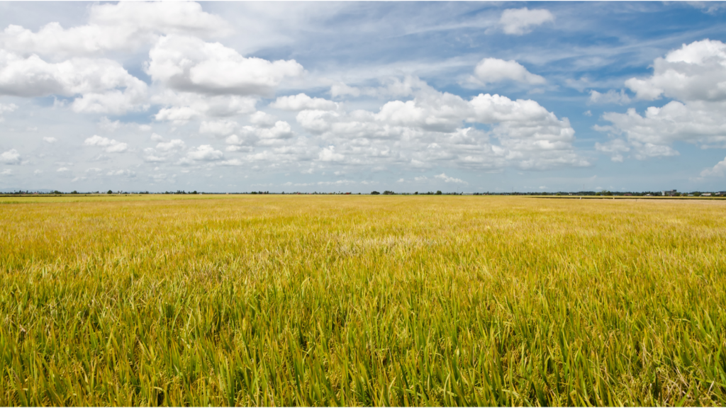 Sekinchan Paddy Fields