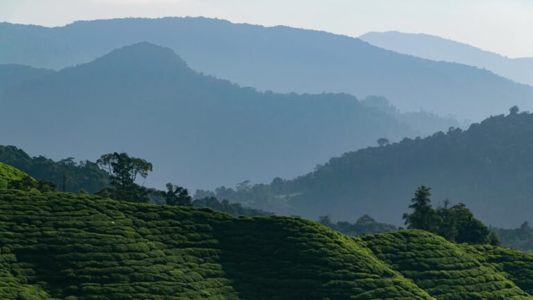 Scenic view of verdant tea fields in Cameron Highlands, Malaysia with misty mountain ranges.