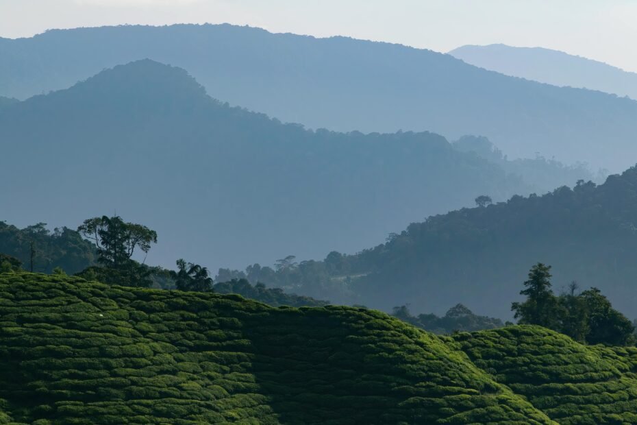 Scenic view of verdant tea fields in Cameron Highlands, Malaysia with misty mountain ranges.